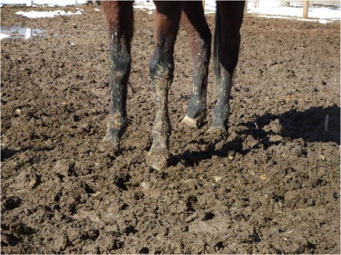 Horse Mud